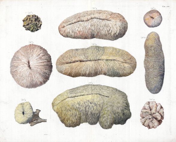 SEBA TAB CXI. MARINE LIFE - CORALS: TONGUE CORAL, SLIPPER CORALS, SINIOUS CACTUS CORALS print 1735