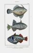 LACÉPÈDE BLUE SPOTTED FIFLEFISH print