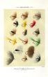ORVIS - HACKLES - TROUT FLIES plate (A) fishing print