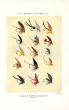 ORVIS - TROUT FLIES plate (S) fishing print