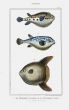 LACÉPÈDE SEA PENTON, TIGER HEDGEHOG, MOON SUNFISH print