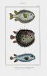 LACÉPÈDE ROUND & LONG DIDION, PRICKLY BOTTLEFISH print