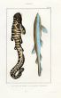 LACÉPÈDE BEARDED SHARK print