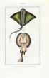 LACÉPÈDE EAGLE & TORPEDO RAY print