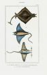 LACÉPÈDE MANTA RAY, DEVIL RAY print