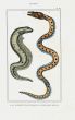 LACÉPÈDE ELECTRIC EEL print