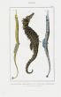 LACÉPÈDE PIPE & SEA HORSE print