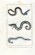 LACÉPÈDE COMMON EEL GONGER EEL print