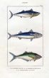 LACÉPÈDE BONITO,SPANISH MACKEREL, JUMPER print