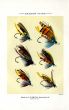 ORVIS - SALMON FLIES - plate (D) fishing print