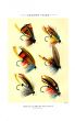 ORVIS - SALMON FLIES plate (C) fishing print