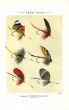 ORVIS - LAKE FLIES plate (H) fishing print