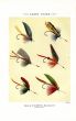 ORVIS - LAKE FLIES plate (G) fishing print