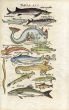 ALDROVANDI WOODCUT ENGRAVING 1647: CATFISH, STURGEON, ROCKLING, SALMON & TROUT