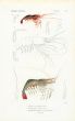 CUVIER - THE COMMON PRAWN print (PALAEMON SERRATUS) 1817 - 1849