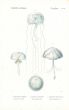 CUVIER: ZOOPHYTES: Pl. 52 Lymnoree, Favonia, Geryonia - JELLYFISH print 1817 - 1849