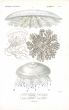 CUVIER: ZOOPHYTES: Pl. 51 Cassiopea, Cephea - JELLYFISH print 1817 - 1849