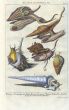 DEZALLIER - CONCHOLOGY: PL.4  MARINE SNAILS -  NORTHERN WHELK, MUREX, AUGER shell print