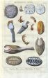 DEZALLIER - CONCHOLOGY: PL. 7 -  MOLLUSCS, SEA URCHINS, GOOSE BARNACLES, ANGEL WINGS shell print