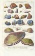 DEZALLIER - CONCHOLOGY: PL. 8  - GASTROPODS & BIVALVES,  FRESHWATER SNAILS & SHELLS print