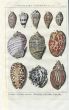 DEZALLIER - CONCHOLOGY: PL.11 VERY RARE SHELLS - TOP, TURBAN, MUREX, CONE shell print