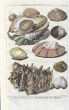 DEZALLIER - CONCHOLOGY: PL.12  TRUE & THORNY OYSTERS shell print