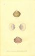 DONOVAN - CONCHOLOGY - TUZER'S PENCILLED JAPAN VENUS & HUMPHREY'S VENUS shell print 1822 - 1827