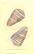 DONOVAN - CONCHOLOGY - LONG SPOTTED CONE shell print 1822 - 1827