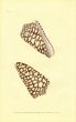 DONOVAN - CONCHOLOGY - MARBLED CONE shell print 1822 - 1827