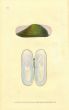DONOVAN - CONCHOLOGY - BRASSEY-GREEN SOLEN shell print 1822 - 1827