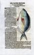 1598 GESNER FISH PRINT - THE SARGUS SEA BREAM