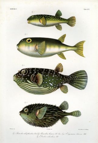 THE PUFFERFISH & PORCUPINEFISH print  (Cayracion, Tedtradon & Paradiodon)