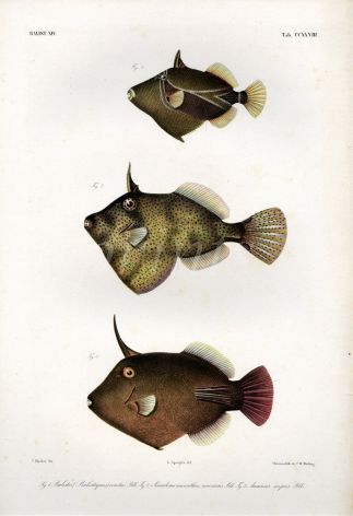 THE WEDGE-TAIL TRIGGERFISH, STRIP-WEED FILEFISH, BROOM FILEFISH print ( Pseudomonacanthus, Amanses supas, Balistes)