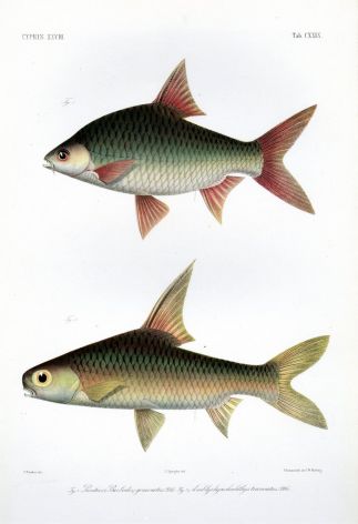 THE SILVER BARB print (Puntius)