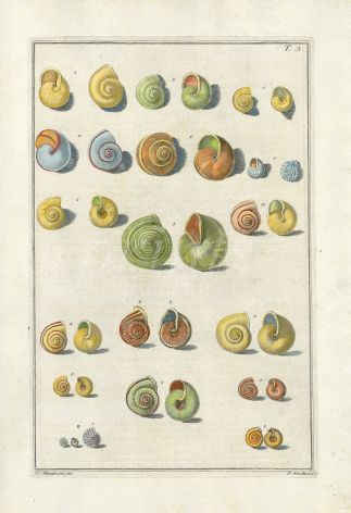GUALTIERI - CONCHOLOGY:  TESTAE TERRESTRES SHELL print 1742