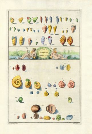 GUALTIERI - CONCHOLOGY: CLASSIS.II TESTACEA SHELL print 1742
