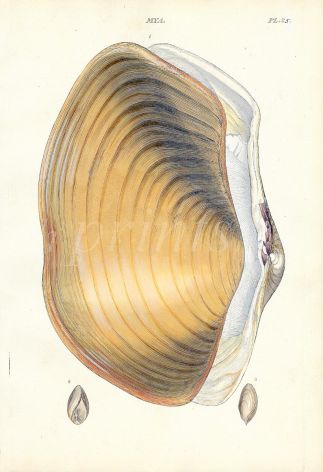 WOOD - CONCHOLOGY: MYA - THE GREAT GAPER shell print 1835