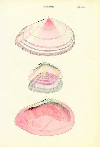 WOOD - CONCHOLOGY: TELLINA - THE FLAT STRIATED TELLEN shell print 1835