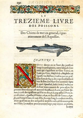 RONDELET FISH PRINT - DOGFISH SHARK  - WOODCUT 1558