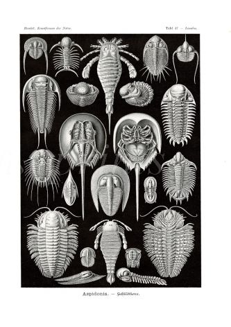 HAECKEL - ASPID0NIA - ARTHROPODA - ARTHROPODS print 1889 - 1904
