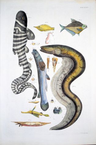THE ZEBRA SHARK, FILEFISH, FOUR-EYE, PIPEFISH, RAZORFISH, ELECTRIC EEL fish print