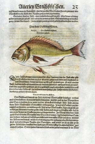 1598 GESNER FISH PRINT - THE GILT-HEAD SEA BREAM