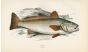 THE SCIAENA - BROWN MEAGRE fish print
