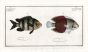 THE BICOLOUR ANGELFISH AND THE FIVE FINGER BUTTERFLYFISH Bloch fish print  (chaetodon) 1787