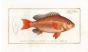 THE ANTHIAS VOSMERI -  Bloch fish print 1797 
