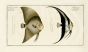  THE BLACK FIN & BROAD FIN BUTTERFLYFISH CHAETODON Bloch fish print  1775 
