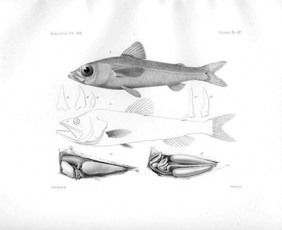 CHLOROPHTHALMUS MENTO - Garman deep sea fish print