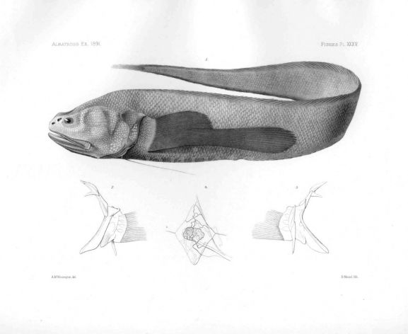 ERETMICHTHY'S PINNATUS - Garman deep sea fish print