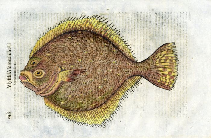 ALDROVANDI - THE TURBOT woodcut fish print 1638