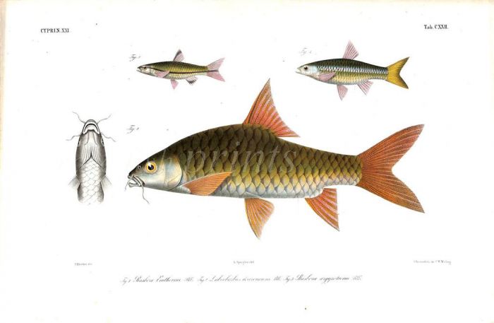 LABEOBARBUS DOURONENSIS - RIVER CARP print